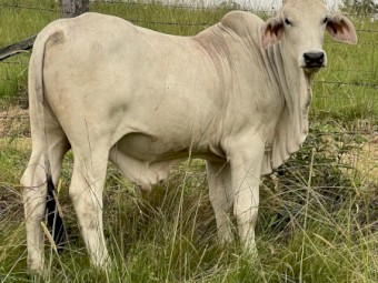 Brahman Yearling 