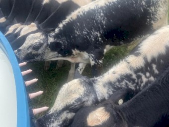 Friesian x Speckle and Jersey x Speckle