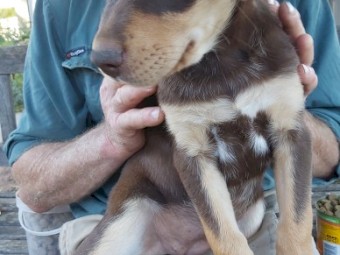 Kelpie Pup For Sale "FEMALE"