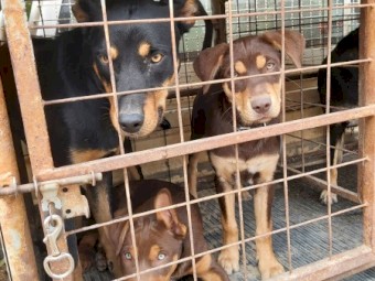 Kelpie Pup For Sale "FEMALE"