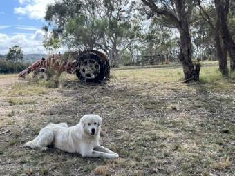 Livestock Guardian (LSG) Puppies - Maremmas - Maremmano-Abruzzese - Soon to be Microchipped