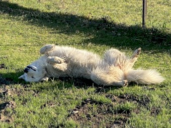 Livestock Guardian (LSG) Puppies - Maremmas - Maremmano-Abruzzese - Soon to be Microchipped