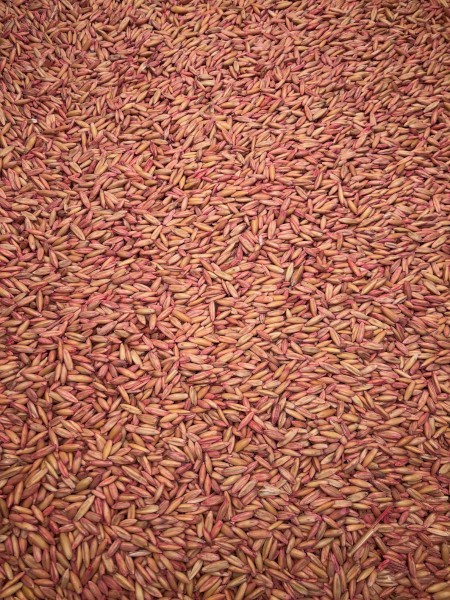 8t Yallara Oat Seed