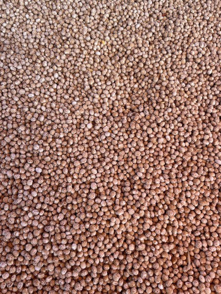 100t Lupins
