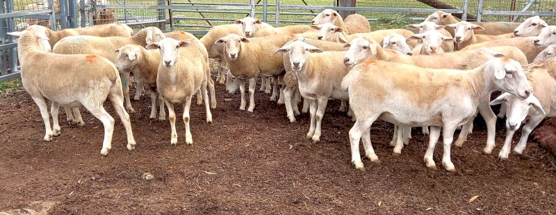 AUSTRALIAN WHITE EWES HOGGETS JOINED to TATTYKEEL RAMS TOP QUALITY REDHILLS AUSTRALIAN WHITE EWES x 40