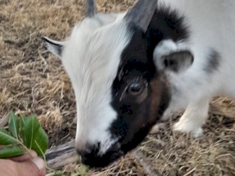 Pygmy goats x 2