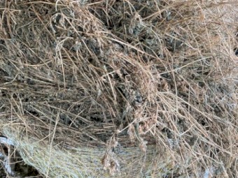 Shedded 4*4 Prime Blue Grass Hay 1st Cut 