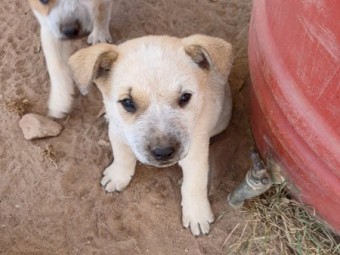 Cattle dog pup's 