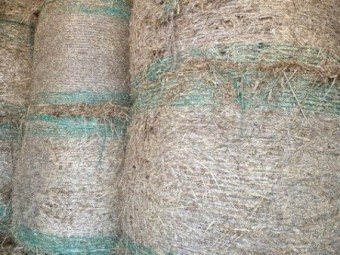 Wheaten Hay