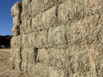 2023 wheat hay