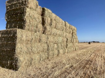 2023 wheat hay