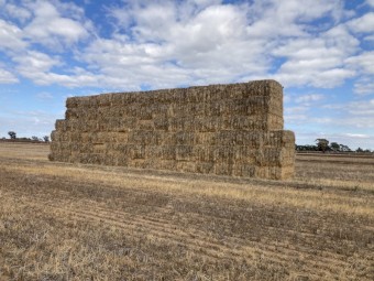 2023 wheat hay