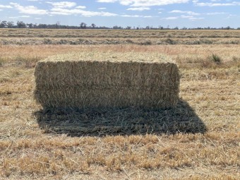 2023 wheat hay