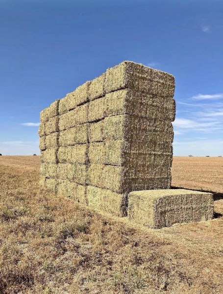 Lentil Hay
