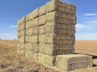 Lentil Hay