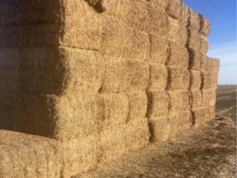 Lentil Hay