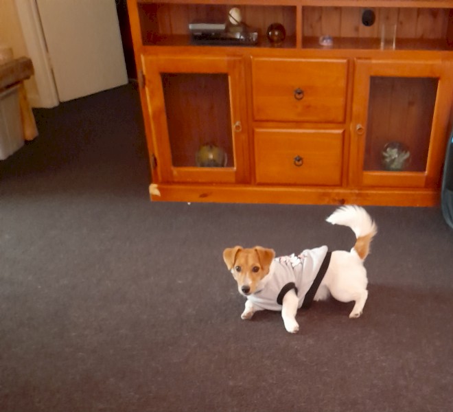 Female JRT X 