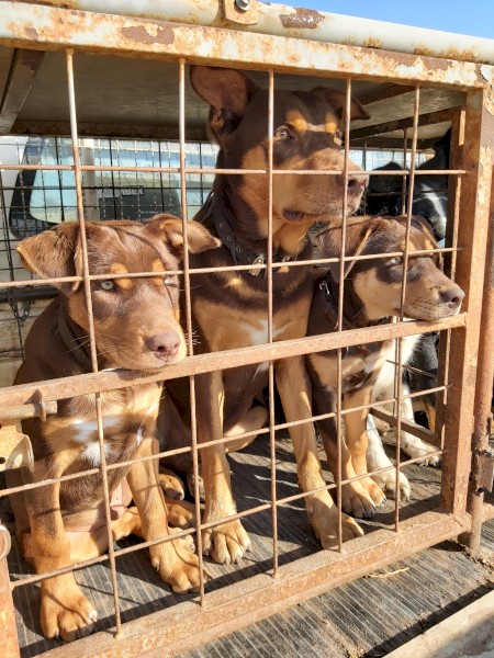 Kelpie Pup For Sale "FEMALE"