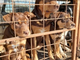 Kelpie Pup For Sale "FEMALE"