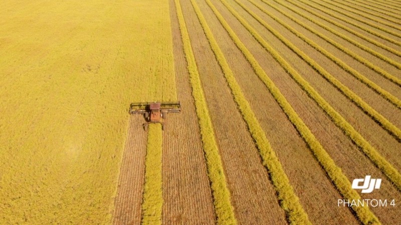 Bonito Canola