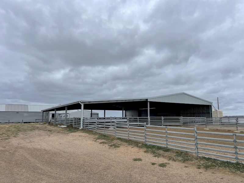 Sheep Yards and Shed