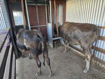 Quiet Heifer cow with male calf.