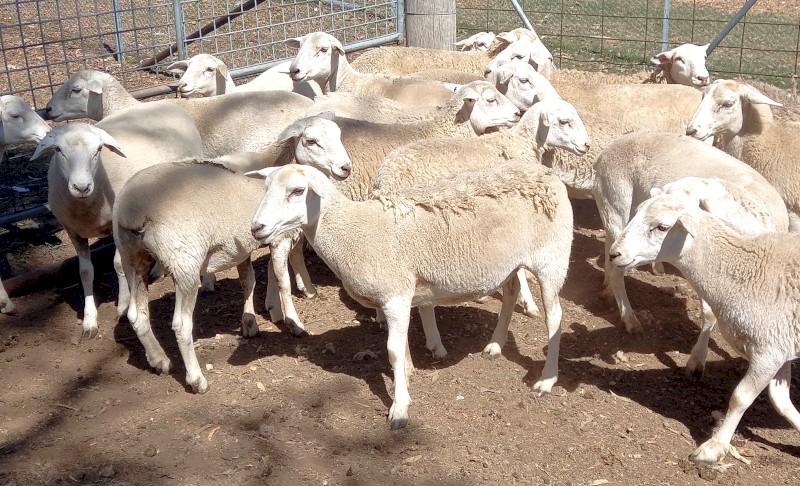 AUSTRALIAN WHITE EWES HOGGETS JOINED to TATTYKEEL RAMS  from AUSTRALIAN WHITE X DORPER EWES x 30