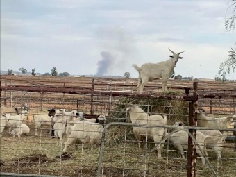 40 Mixed Goats