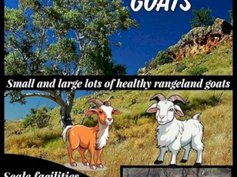 40 Mixed Goats