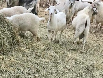 40 Mixed Goats