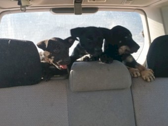 Excellent working blood Kelpie pups 