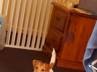 Female JRT X 