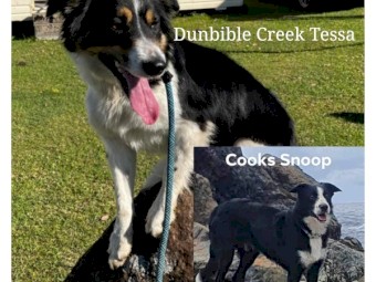 Border Collie Pups 