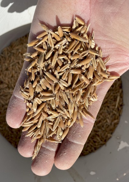 Winteroo oats