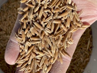 Winteroo oats