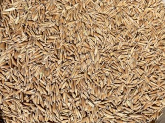 Winteroo oats