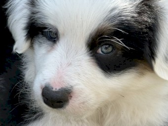Beautiful pedigree border collie pups 