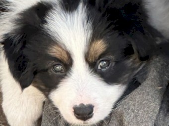 Beautiful pedigree border collie pups 