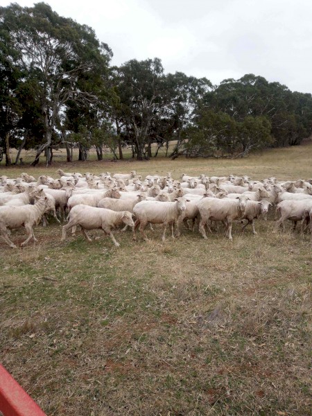 195 Merino Ewes, 4.8yr, Classed in Breeders, SIL 200%