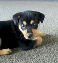 Kelpie Pups - Purebred - Working Dogs