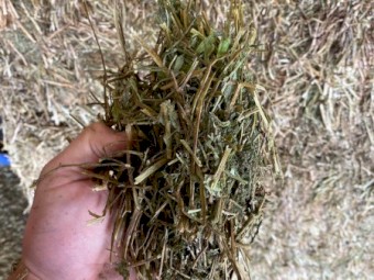 390mt Vetch Hay 650kg 8x4x3 Bales