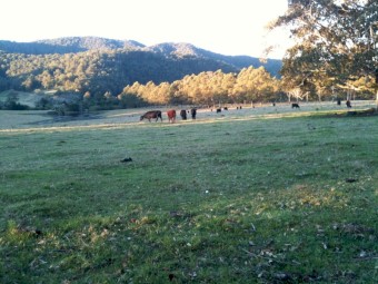 Cattle Agistment