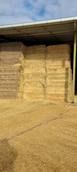 Barley Hay