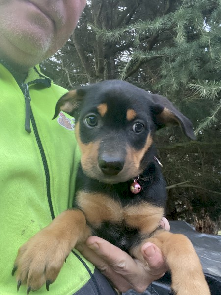 Kelpie puppies 