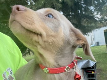 Kelpie puppies 