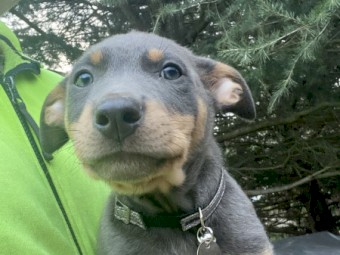 Kelpie puppies 