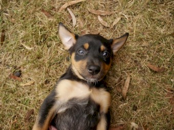 Kelpie puppies 
