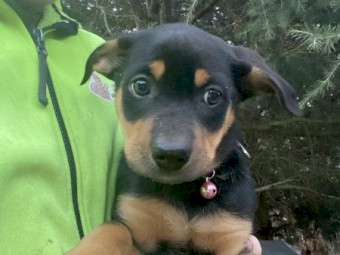 Kelpie puppies 