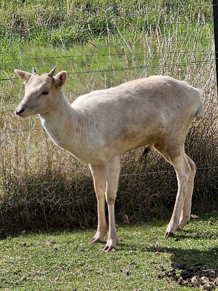 For Sale - White Buck - approx 2 1/2 years of age.