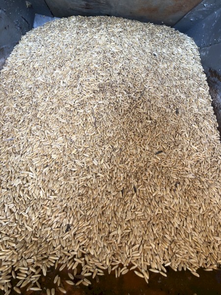 33mt Matika Oats